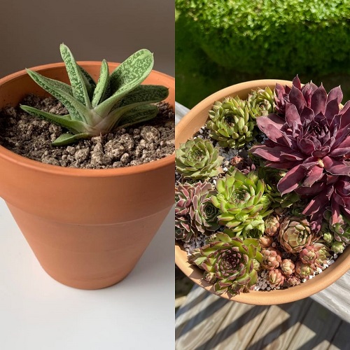 Succulents You Shouldn’t Grow Together 5