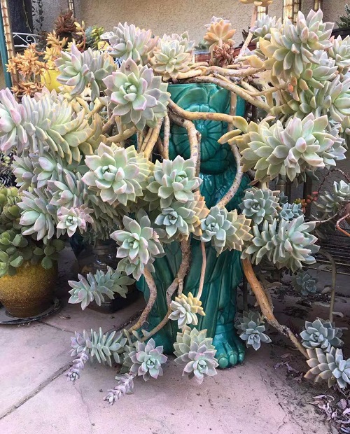 Big Ghost Plant in pot