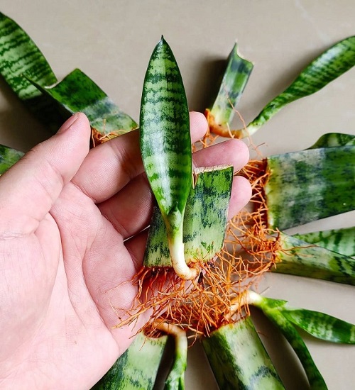 Glass Jar Trick to Grow Snake Plant Roots Twice as Fast in Water!