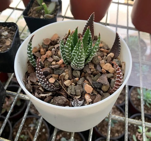 propagate haworthia