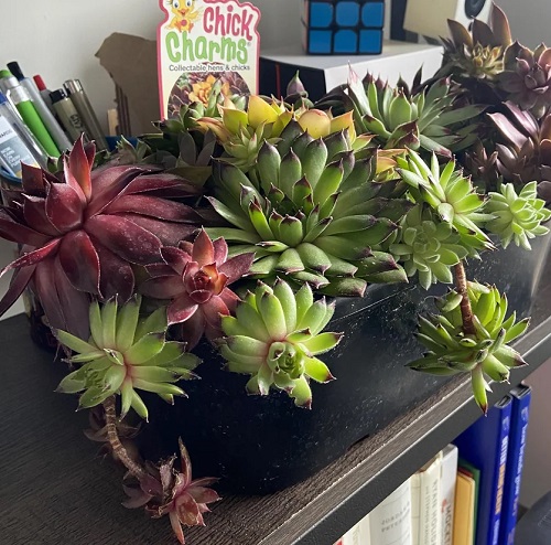 Hens-and-Chicks succulent indoor