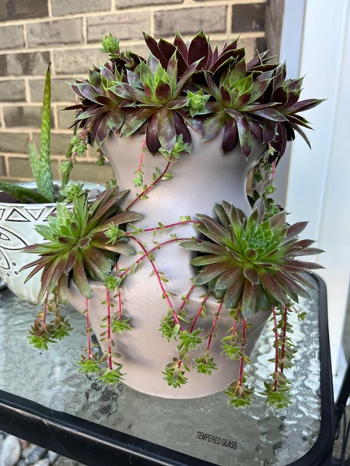 Beautiful Hens-and-Chicks