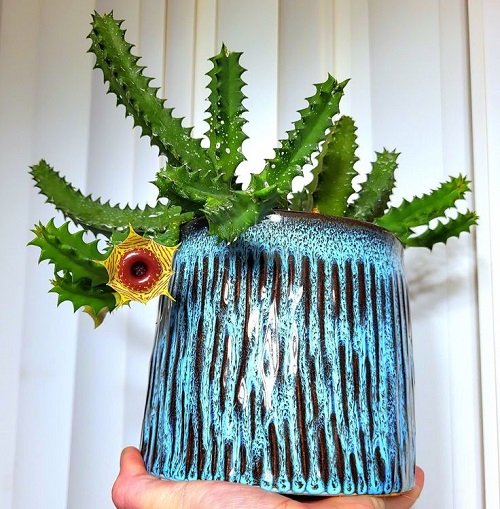 Succulents That Look Like Orchids 8