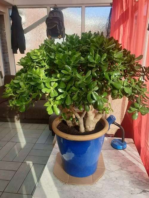 Succulents that can survive a whole month without water 3