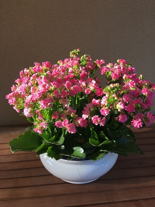 Beautiful pink boom of kalanchoe