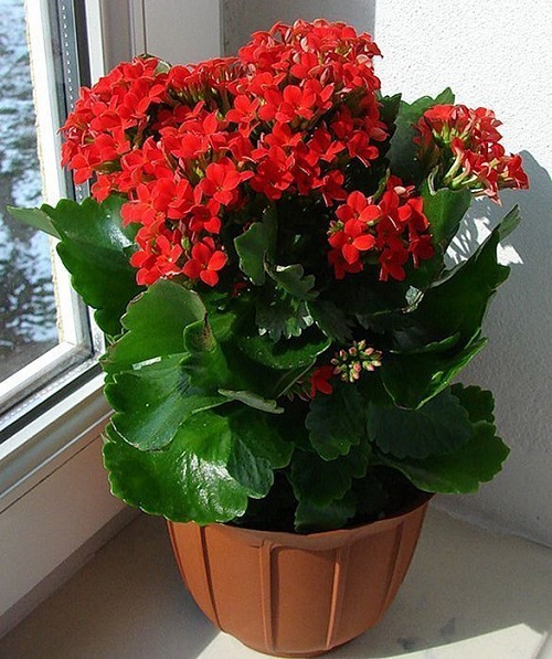 Tricks to Keep Kalanchoe Bushy 2