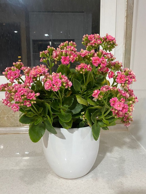 Tricks to Keep Kalanchoe Bushy 1