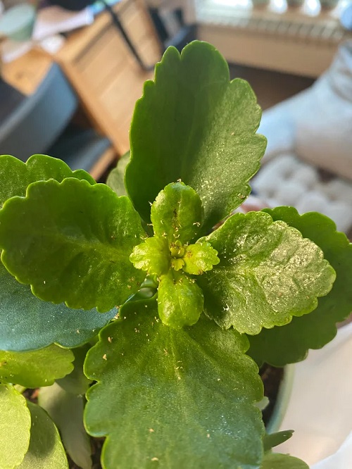 Tricks to Keep Kalanchoe Bushy 4