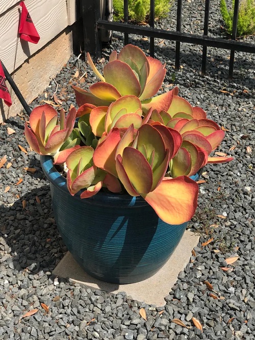 Stuning Orange Succulents 3