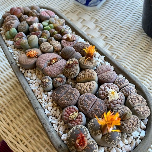 Living Stone