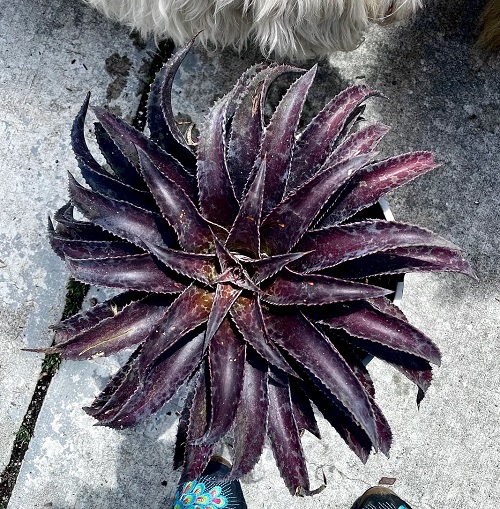 beautiful Black Succulents 1