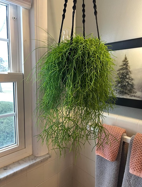 Can You Grow Cactus in a Bathroom