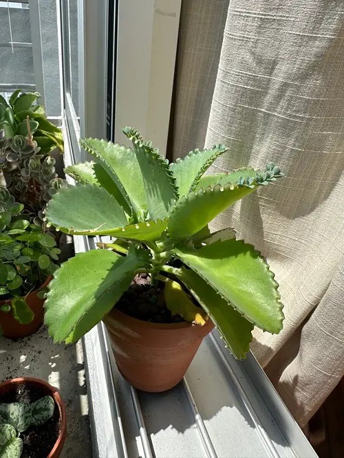 Mother of Thousands