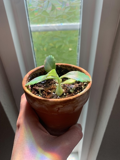 Propagating Mother of Thousands 3