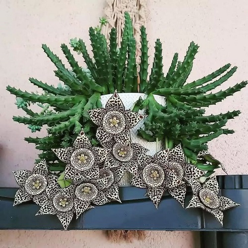 Succulents That Look Like Orchids 3