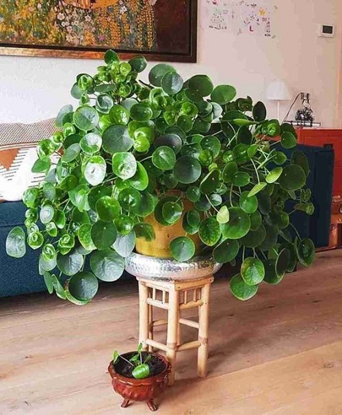 Pilea Plant in Bigger Pot