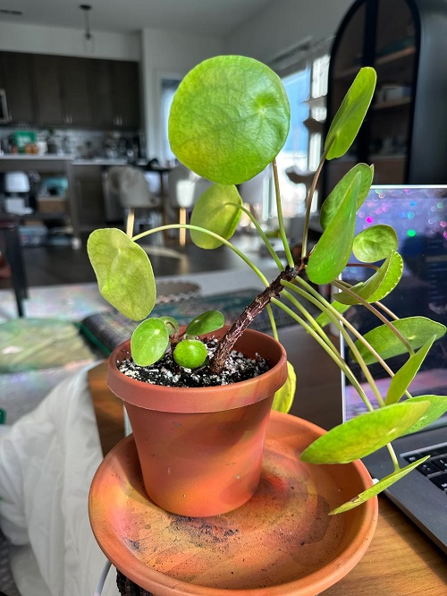 Is Your Pilea Leaning to One Side