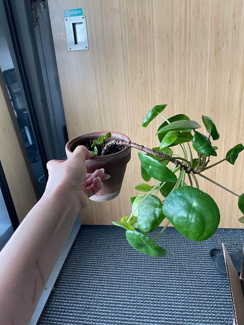 Pilea plant Loose Roots
