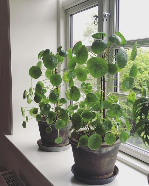Pilea Plant in window