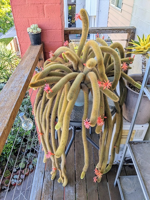 Stuning succulent look Like Jewelry Strings 4