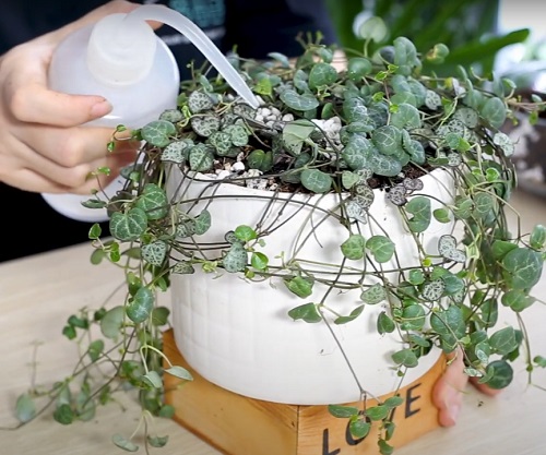 feed with fertilizer string of hearts
