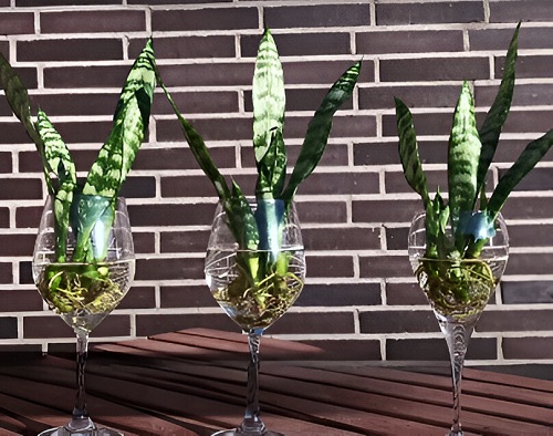 beautiful Snake plant in wine glasses 4