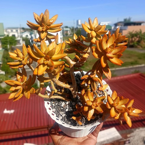 Best Orange Succulents 1
