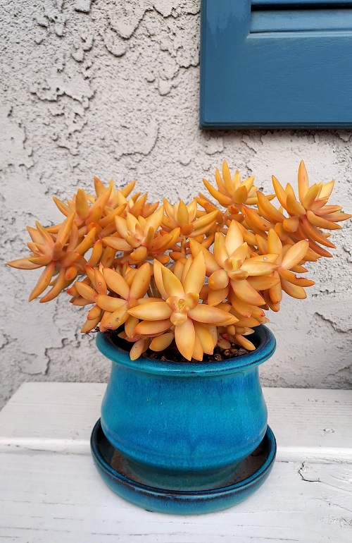 Stuning Orange Succulents 2