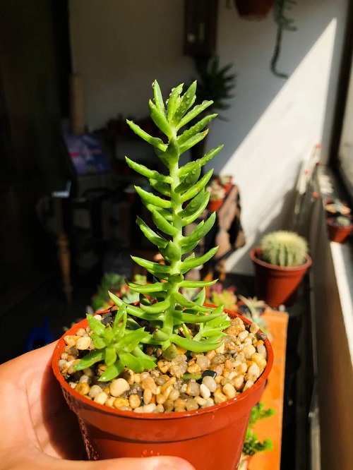 Beautiful Succulent Herbs 3