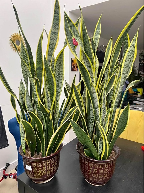 How to Clone a Snake Plant With a Single Leaf—Easy Step-by-Step Guide