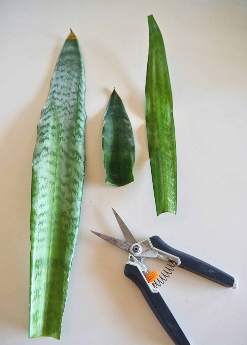 How to Clone a Snake Plant With a Single Leaf—Easy Step-by-Step Guide 2