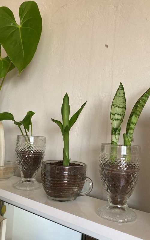 beautiful Snake plant in wine glasses 2