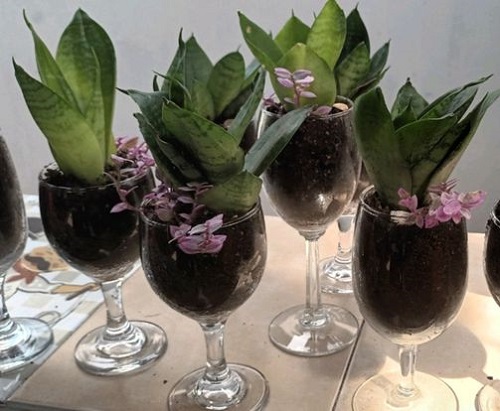 beautiful Snake plant in wine glasses 3