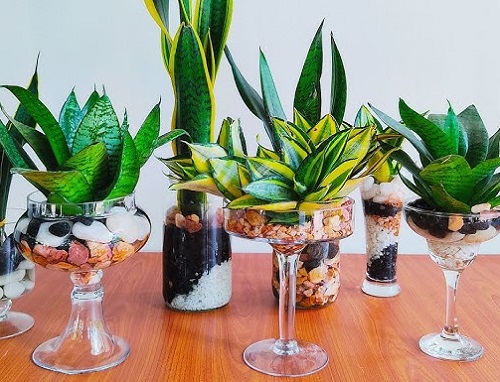 beautiful Snake plant in wine glasses 5