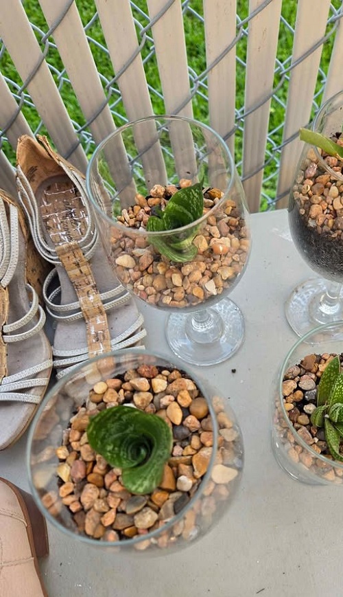 beautiful Snake plant in wine glasses 6