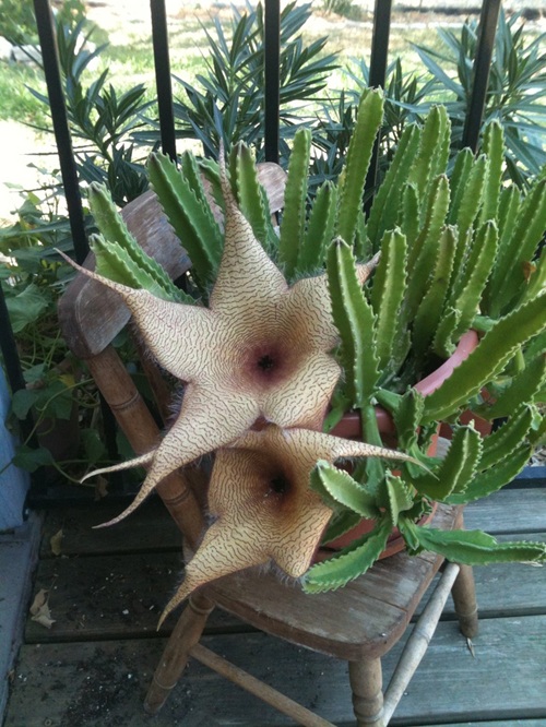 Carrion Flower