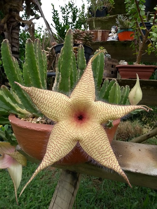 Best Summer-Blooming Succulents 9