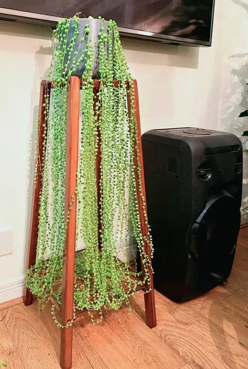 String of Pearls indoor