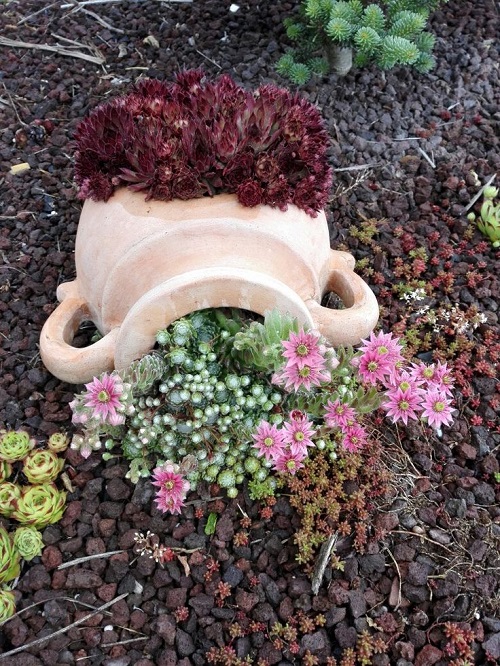 flowers Spilled Pot in the garden 2