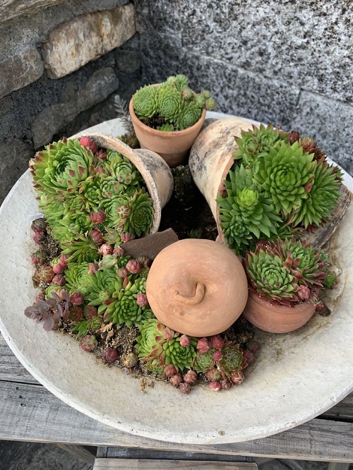 flowers Spilled Pot in the garden 3