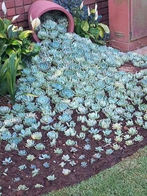 flowers Spilled Pot in the garden 4