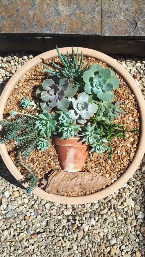 Succulent Spilled Pot in the garden 2