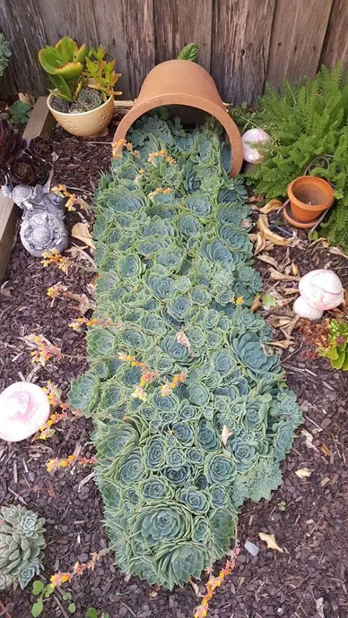 Succulent Spilled Pot in the garden 3