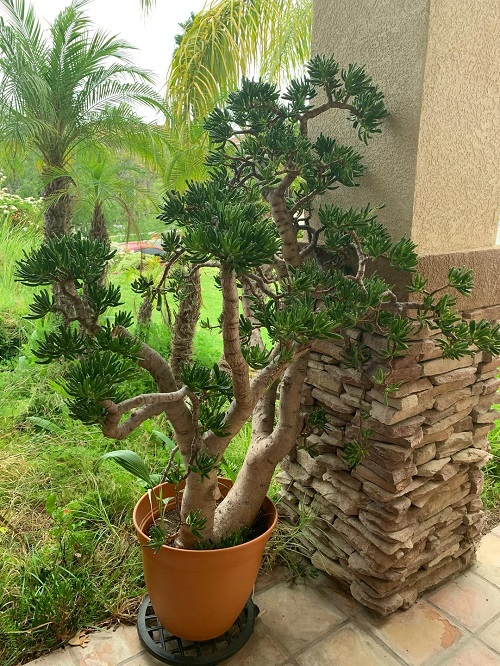 How to Get a Thick Trunk on Your Jade Plant