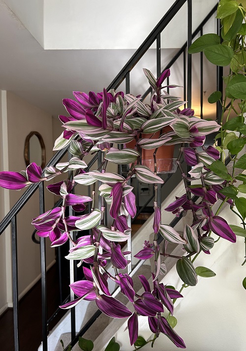 Beautiful succulent look Like Jewelry Strings 1