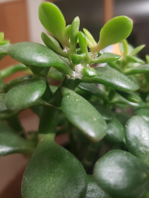 save jade plant 2