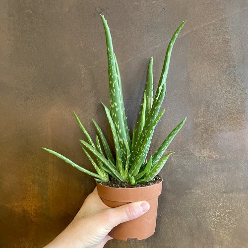 Succulents That Improve Mood and Reduce Anxiety 1