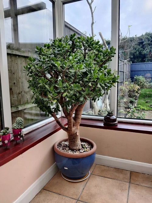 jade plant placed near window