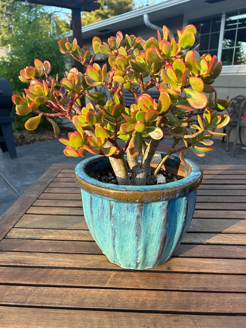 How to Get a Thick Trunk on Your Jade Plant 2
