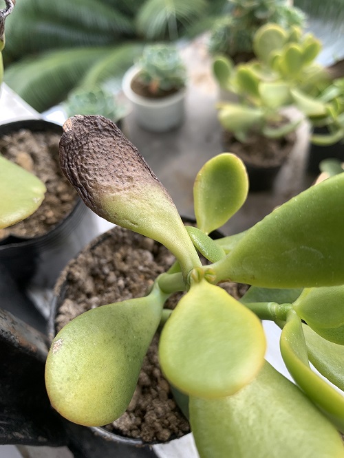 tips to save dying jade plant 4